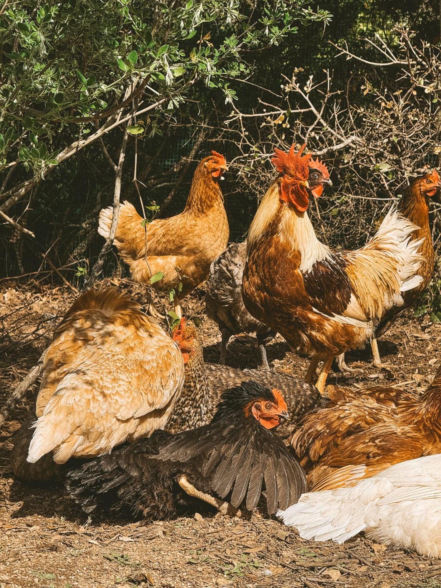 Agriturismo Il Muto Di Gallura Aggius 외부 사진