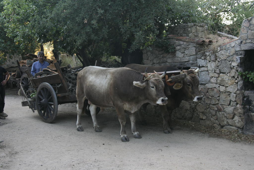 Agriturismo Il Muto Di Gallura Aggius 외부 사진