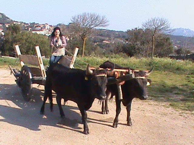 Agriturismo Il Muto Di Gallura Aggius 외부 사진