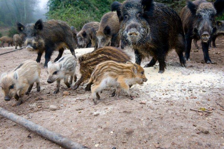 Agriturismo Il Muto Di Gallura Aggius 외부 사진