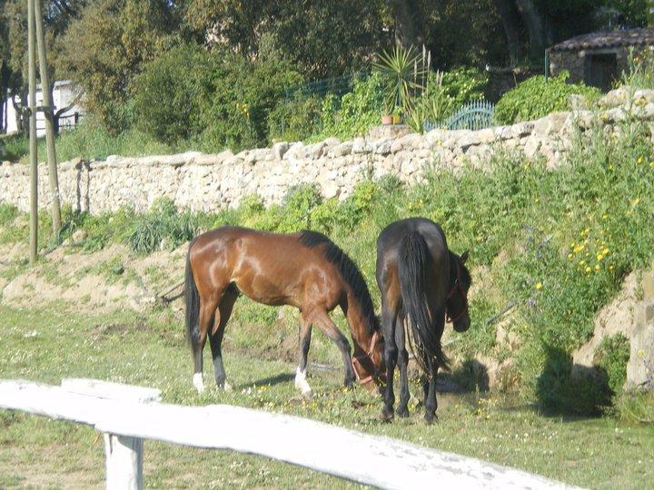 Agriturismo Il Muto Di Gallura Aggius 외부 사진