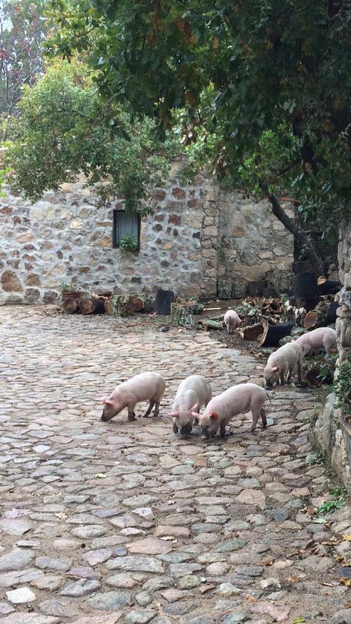 Agriturismo Il Muto Di Gallura Aggius 외부 사진